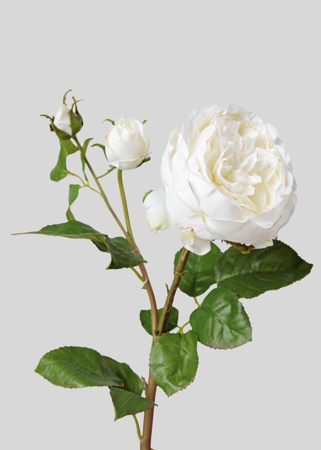 Faux English Rose with Bud - 21"