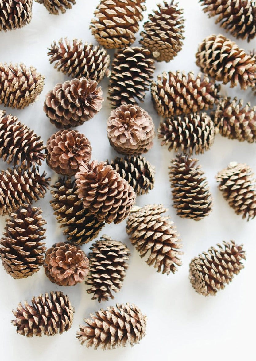 Box of 100 Natural Pine Cones - 2-6"