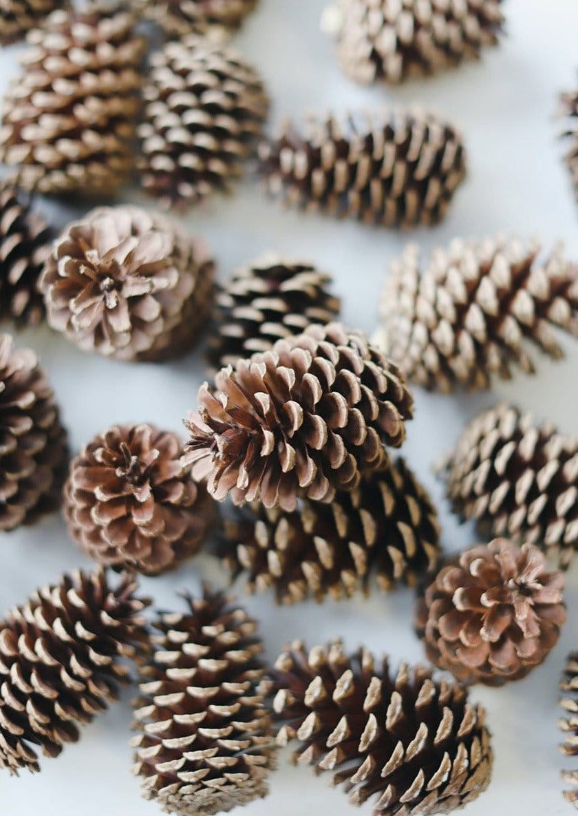 Box of 100 Natural Pine Cones - 2-6"