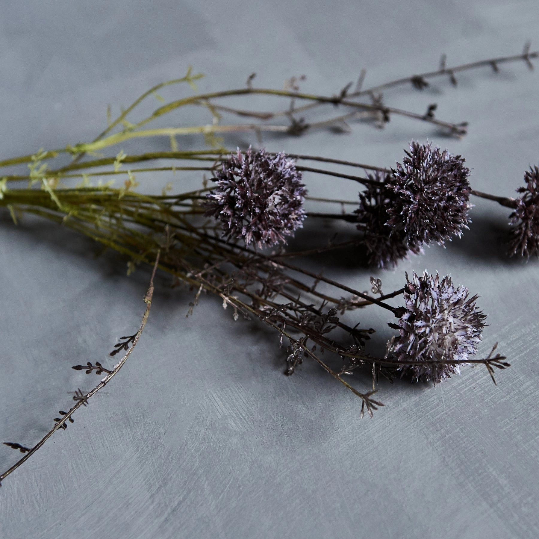 Melaleuca Purple Stem