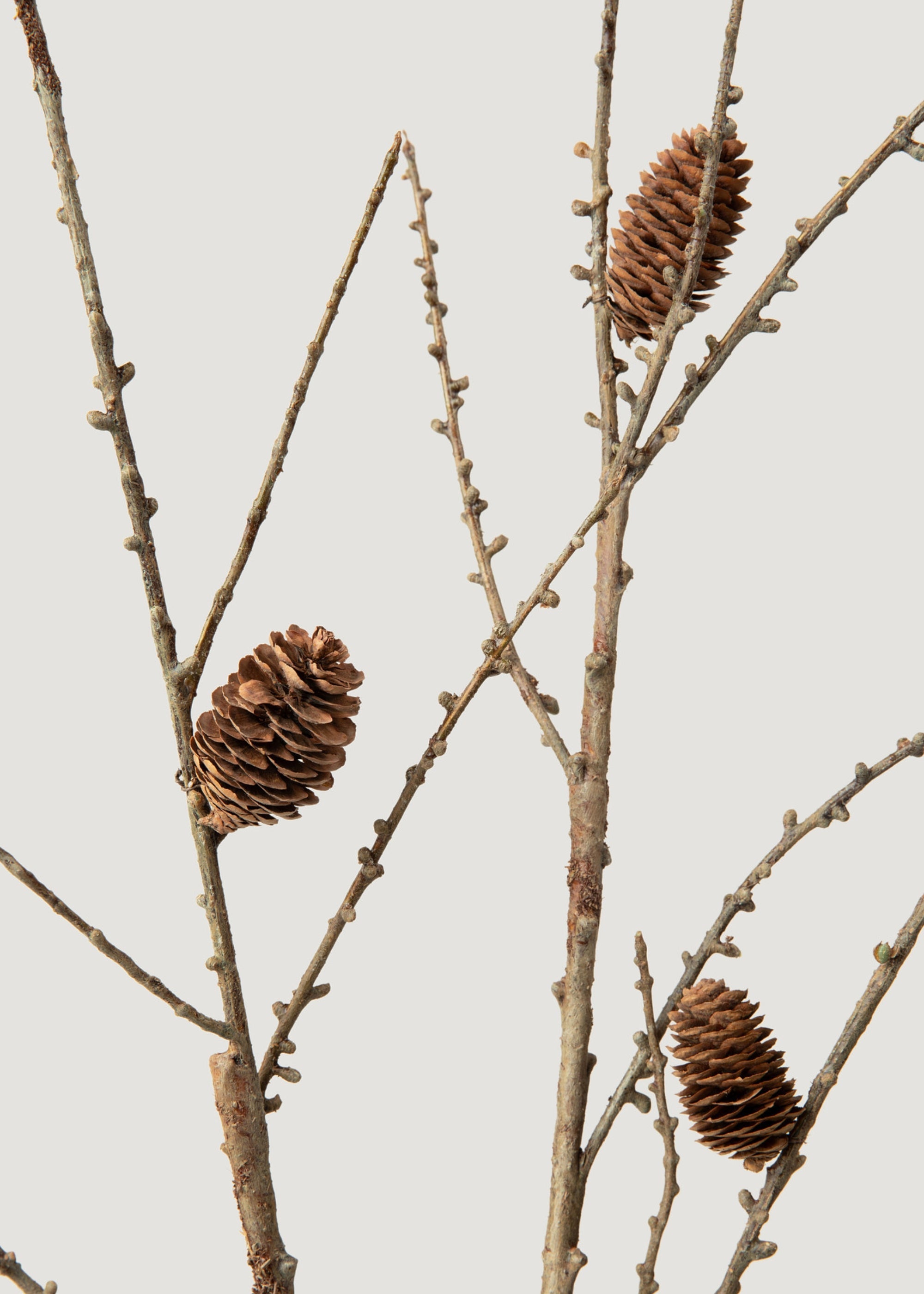 Faux Larch Branch with Pine Cones - 46"