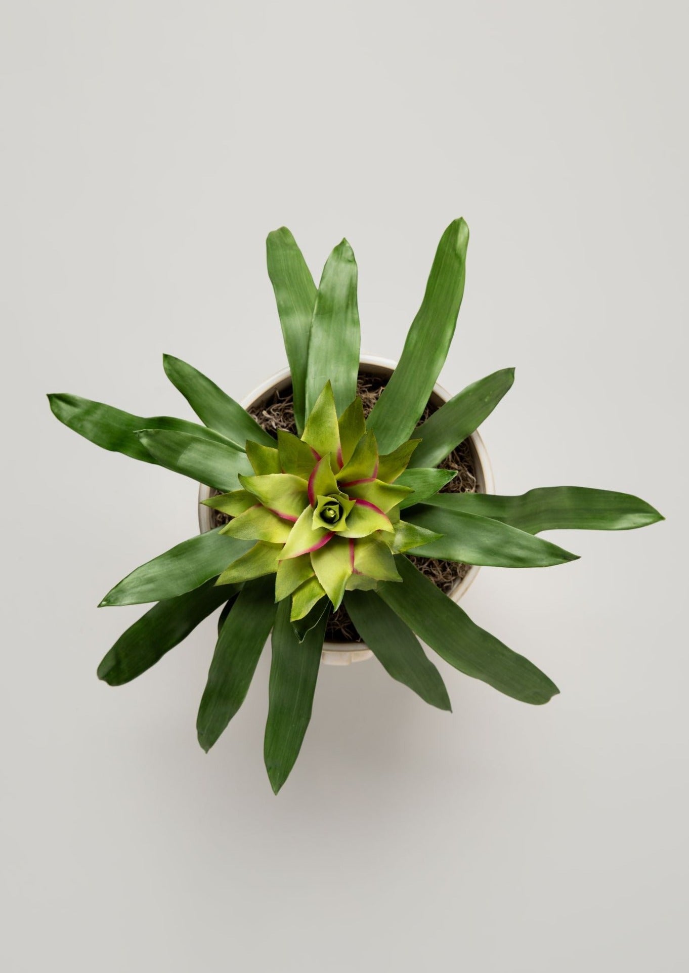 Artificial Tropical Bromeliad Plant in Green - 20"