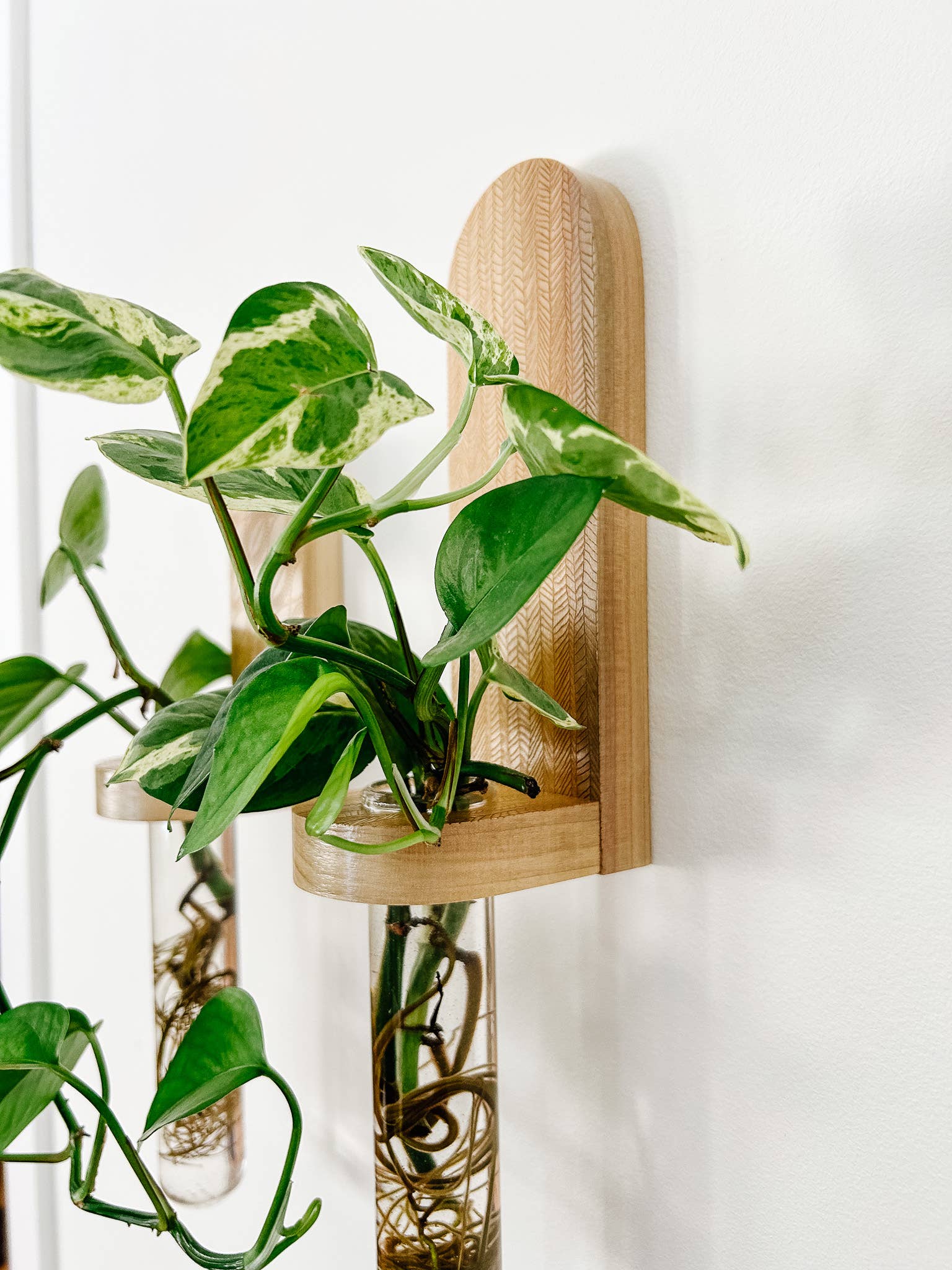 Living Plant Wall Shelf